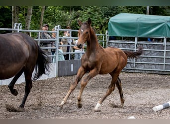 Trakehner, Hengst, 2 Jahre, 168 cm, Brauner