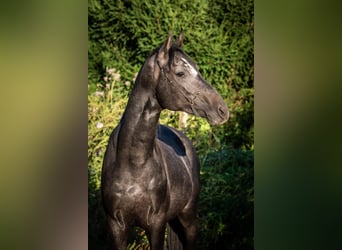 Trakehner, Hengst, 2 Jahre, 169 cm, Schimmel