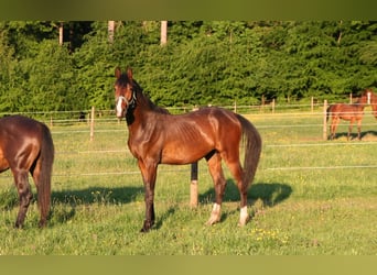 Trakehner, Hengst, 2 Jahre, 170 cm, Brauner