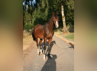 Trakehner, Hengst, 2 Jahre, 170 cm, Brauner