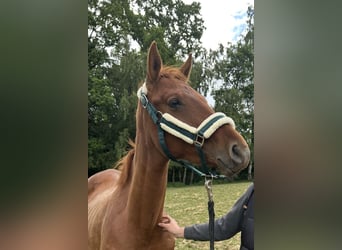 Trakehner, Hengst, 2 Jahre, 170 cm, Fuchs