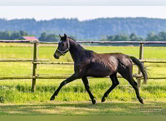 Trakehner, Hengst, 2 Jahre, 170 cm, Kann Schimmel werden