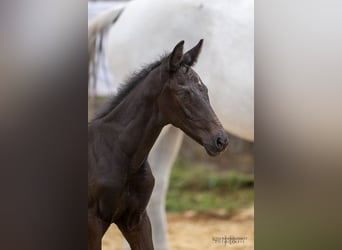 Trakehner, Hengst, 2 Jahre, 170 cm, Kann Schimmel werden
