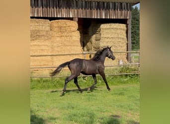 Trakehner, Hengst, 2 Jahre, 170 cm, Kann Schimmel werden