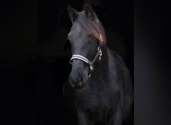 Trakehner, Hengst, 2 Jahre, 170 cm, Rappe