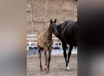 Trakehner, Hengst, 2 Jahre, 170 cm, Rappe