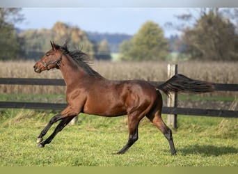 Trakehner, Hengst, 2 Jahre, 170 cm, Rotbrauner