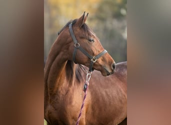 Trakehner, Hengst, 2 Jahre, 170 cm, Rotbrauner