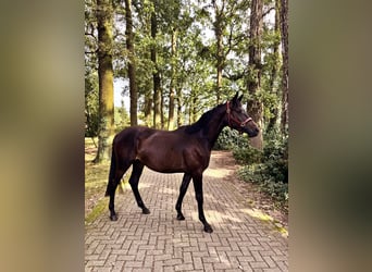 Trakehner, Hengst, 2 Jahre, 170 cm, Schwarzbrauner
