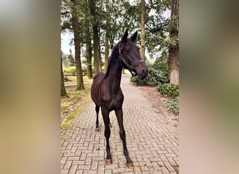 Trakehner, Hengst, 2 Jahre, 175 cm, Schwarzbrauner