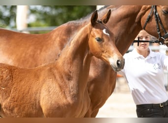 Trakehner, Hengst, 2 Jahre, Brauner