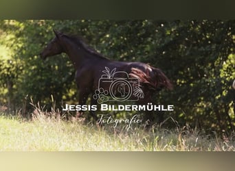 Trakehner, Hengst, 2 Jahre, Dunkelbrauner