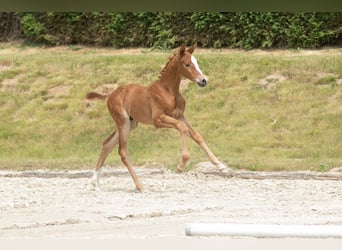 Trakehner, Hengst, 2 Jahre, Fuchs