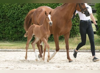 Trakehner, Hengst, 2 Jahre, Fuchs