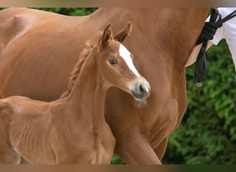 Trakehner, Hengst, 2 Jahre, Fuchs