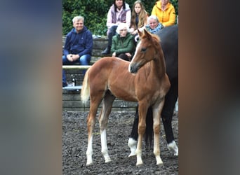 Trakehner, Hengst, 2 Jahre, Fuchs