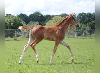 Trakehner, Hengst, 2 Jahre, Fuchs