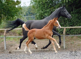 Trakehner, Hengst, 2 Jahre, Fuchs