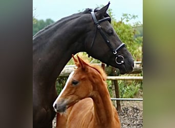 Trakehner, Hengst, 2 Jahre, Fuchs