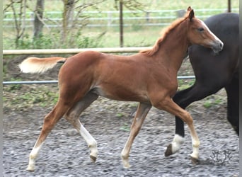 Trakehner, Hengst, 2 Jahre, Fuchs
