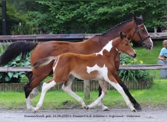 Trakehner, Hengst, 2 Jahre, Schecke