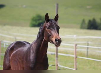 Trakehner, Hengst, 3 Jaar, 157 cm, Bruin