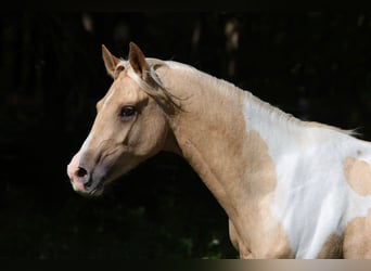 Trakehner, Hengst, 3 Jaar, 164 cm, Gevlekt-paard