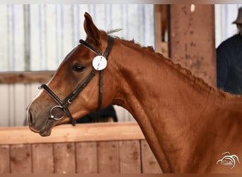 Trakehner, Hengst, 3 Jaar, 165 cm, Vos