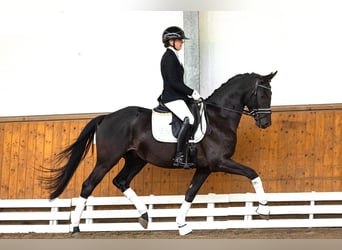 Trakehner, Hengst, 3 Jaar, 165 cm, Zwart