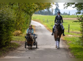 Trakehner, Hengst, 3 Jaar, 166 cm, Donkerbruin