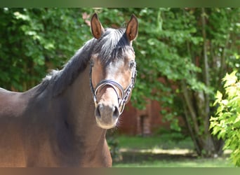 Trakehner, Hengst, 3 Jaar, 168 cm, Bruin
