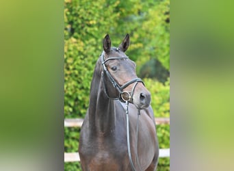 Trakehner, Hengst, 3 Jaar, 168 cm, Bruin