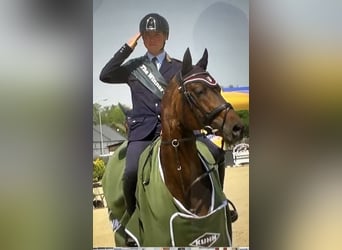 Trakehner, Hengst, 3 Jaar, 168 cm, Bruin