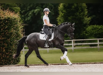 Trakehner, Hengst, 3 Jaar, 168 cm, Zwart