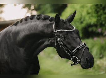 Trakehner, Hengst, 3 Jaar, 168 cm, Zwart