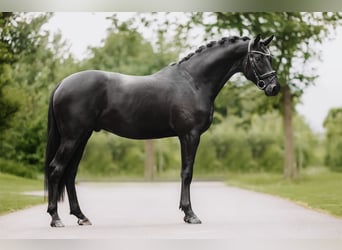 Trakehner, Hengst, 3 Jaar, 168 cm, Zwart