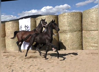 Trakehner, Hengst, 3 Jaar, 168 cm, Zwartbruin