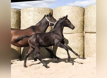 Trakehner, Hengst, 3 Jaar, 168 cm, Zwartbruin