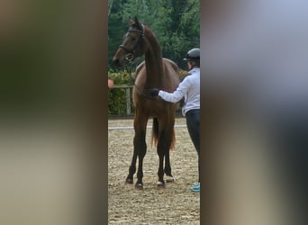 Trakehner, Hengst, 3 Jaar, 170 cm, Donkerbruin
