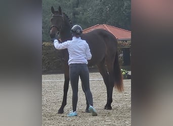 Trakehner, Hengst, 3 Jaar, 170 cm, Donkerbruin