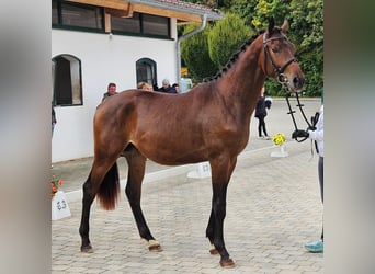 Trakehner, Hengst, 3 Jaar, 170 cm, Donkerbruin