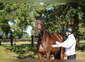 Trakehner, Hengst, 3 Jaar, 172 cm, Bruin