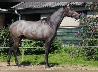 Trakehner, Hengst, 3 Jaar, Schimmel