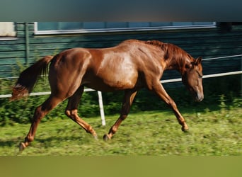 Trakehner, Hengst, 3 Jaar, Vos