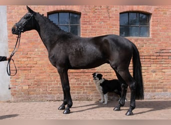 Trakehner, Hengst, 3 Jahre, 162 cm, Rappe