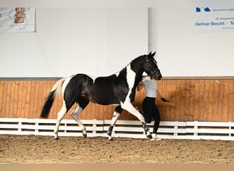 Trakehner, Hengst, 3 Jahre, 162 cm, Schecke