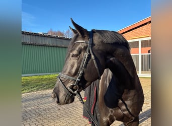 Trakehner, Hengst, 3 Jahre, 165 cm, Rappe