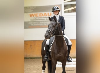 Trakehner, Hengst, 3 Jahre, 165 cm, Rappe