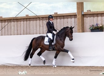 Trakehner, Hengst, 3 Jahre, 166 cm, Dunkelbrauner