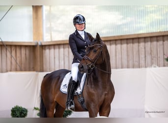 Trakehner, Hengst, 3 Jahre, 166 cm, Dunkelbrauner